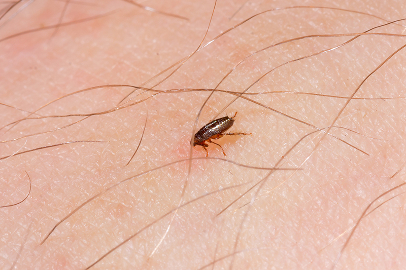 Flea Pest Control in Huddersfield West Yorkshire